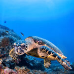 Mystical Oceanid Tour - Great Guana Cay Adventures - Black Point, Exuma, The Bahamas