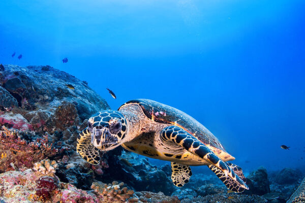 Mystical Oceanid Tour - Great Guana Cay Adventures - Black Point, Exuma, The Bahamas