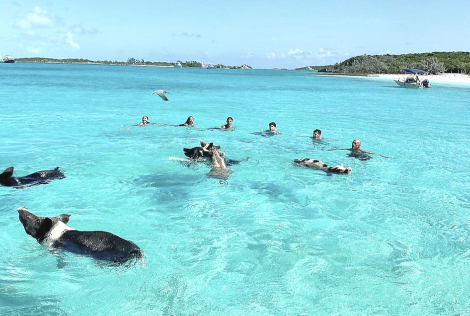 Swimming Pigs Tour - Great Guana Cay Adventures - Black Point, Exuma, The Bahamas