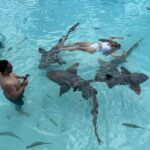 Great Guana Cay Adventures - Day Trips Exuma - Bahamas - Compass Cay Nurse Sharks