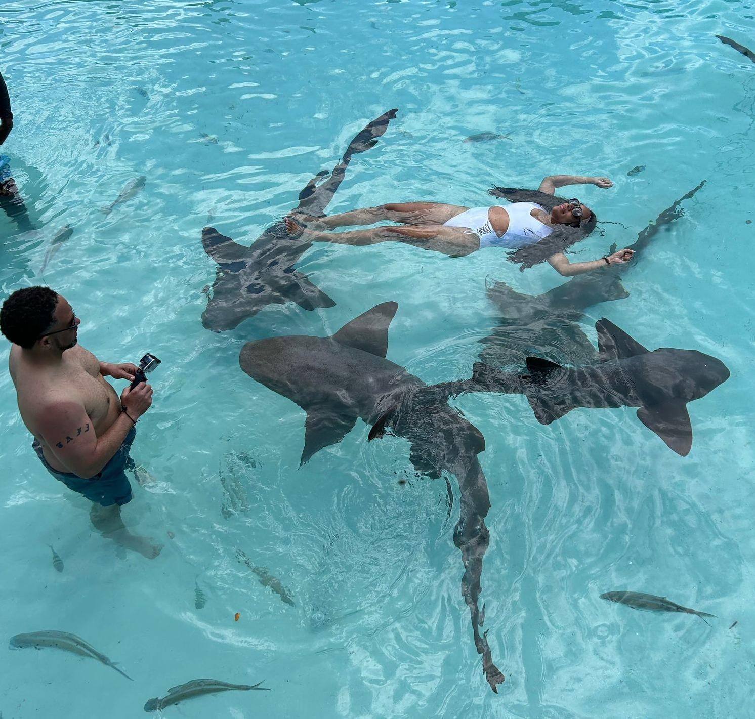 Great Guana Cay Adventures - Day Trips Exuma - Bahamas - Compass Cay Nurse Sharks