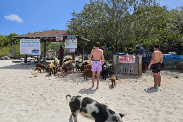 Great Guana Cay Adventures - Exuma - Bahamas - Big Major Cay – Swimming Pigs