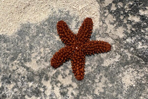 Great Guana Cay Adventures - Exuma - Bahamas - Starfish Flats