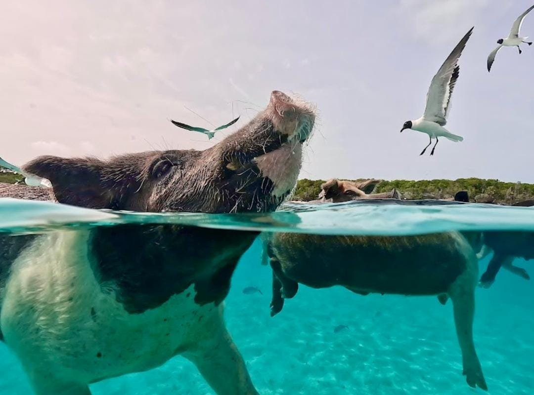 Exuma Cays Private Half Day All- Inclusive Experience - From Black Point/ Staniel Cay and Nearby Cays - Image 19
