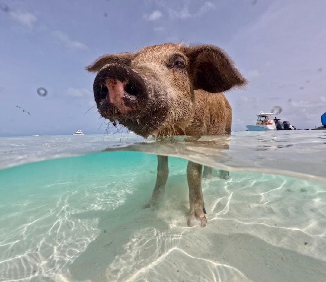 Original Swimming Pigs Shared Full Day All- Inclusive Exuma Experience - From Black Point , Staniel Cay or Nearby Cays - Image 11