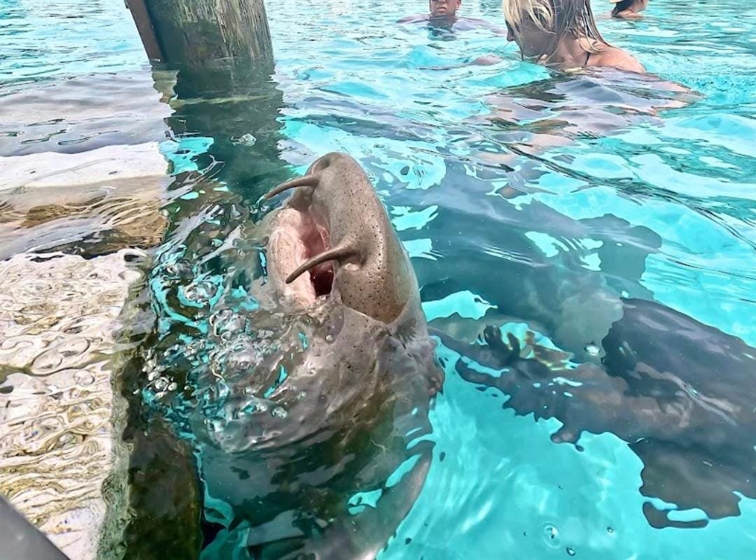 Original Swimming Pigs Shared Full Day All- Inclusive Exuma Experience - From Black Point , Staniel Cay or Nearby Cays - Image 7