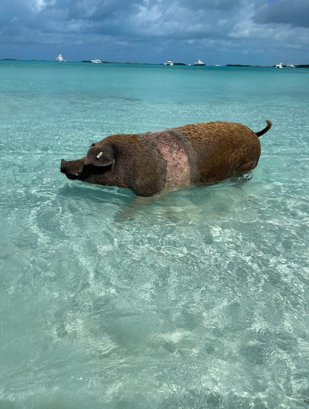 Exuma Cays Private Half Day All- Inclusive Experience - From Black Point/ Staniel Cay and Nearby Cays - Image 18