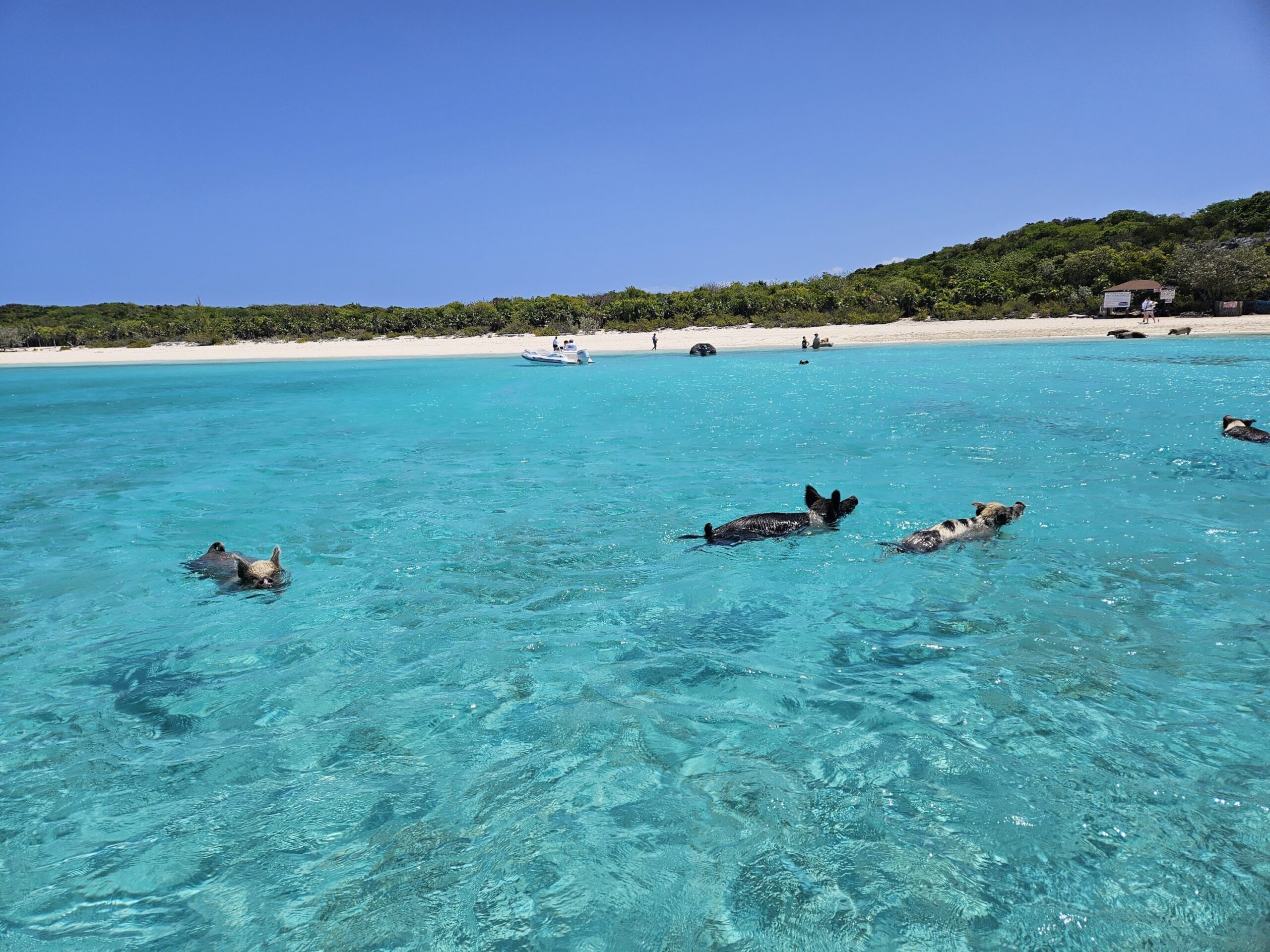 Original Swimming Pigs Shared Full Day All- Inclusive Exuma Experience - From Black Point , Staniel Cay or Nearby Cays - Image 26
