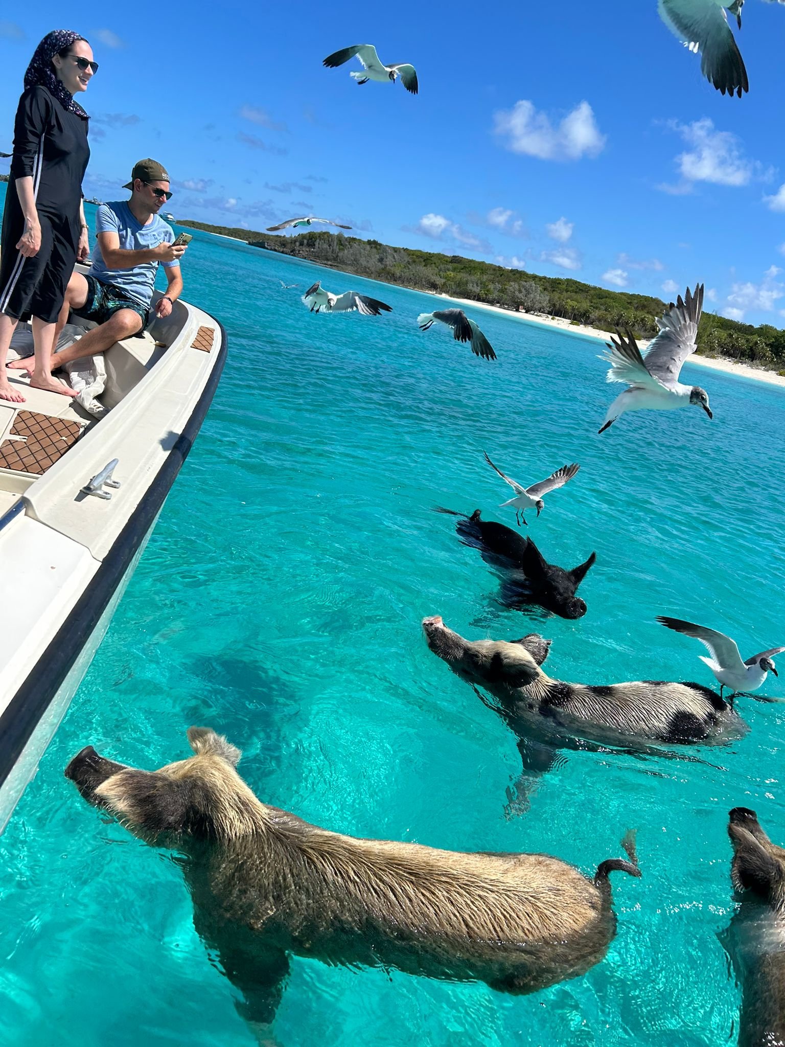Original Swimming Pigs Shared Full Day All- Inclusive Exuma Experience - From Black Point , Staniel Cay or Nearby Cays - Image 23