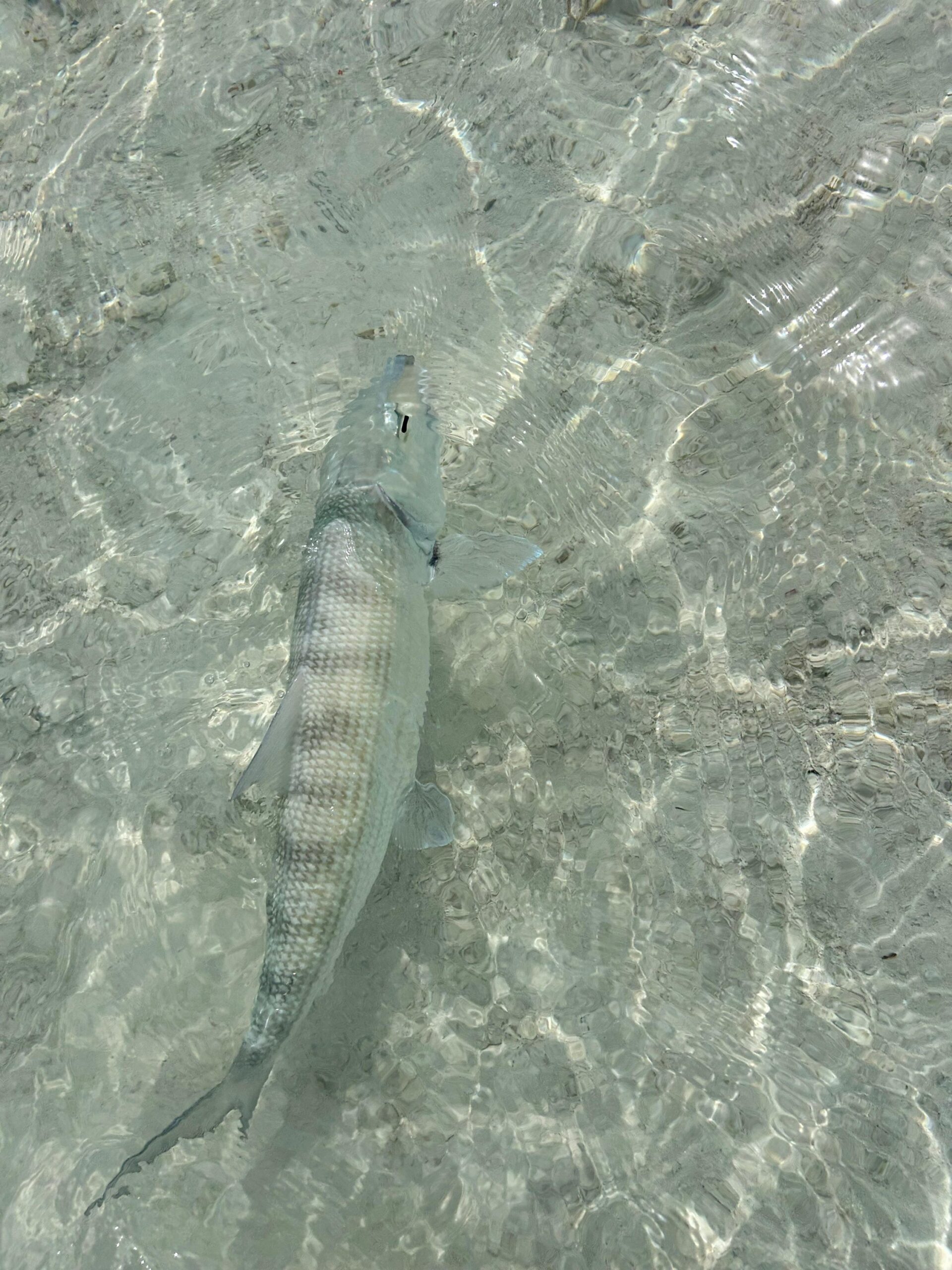 Nassau Bone Fishing Private Full Day Experience - Image 3
